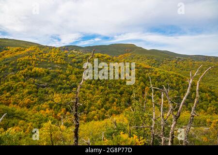 Herbstlandschaft, Bergpass La Quesera, Riofrio de Riaza, Provinz Segovia, Castilla Leon, Spanien. Stockfoto