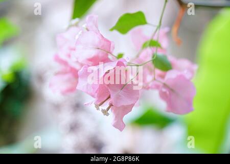 Nahaufnahme von Bougainvilleas, die im Garten blühen Stockfoto