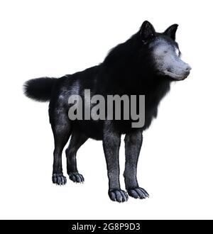 3d-Illustration eines Wolfes mit schwarz-weißem Fell, das isoliert auf weißem Hintergrund steht und aussieht. Stockfoto