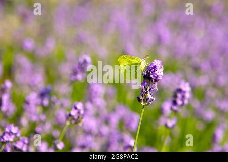 Gelber Schmetterling auf Lavendelblüte auf blühendem Feld. Schönes Insekt namens KOHL. Selektiver Weichfokus. Kopierbereich, unscharfer Hintergrund. S Stockfoto