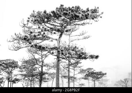 thailands Kiefernwald mit nebliger Szene Stockfoto