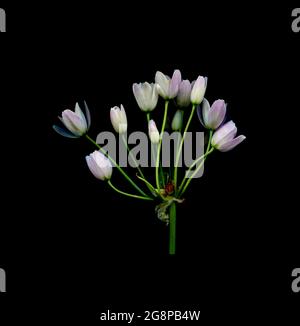 Nahaufnahme des blühenden Allium Roseum mit rosa und weißen Blüten, die aus einem zentralen Knoten hervorgehen. Stockfoto