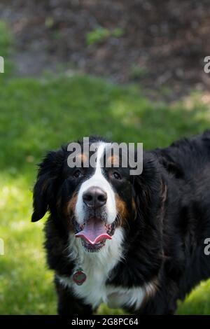 Berner Sennenhund blickt auf die Kamera Stockfoto