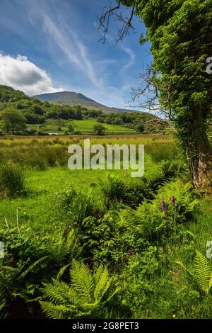 Moel Hebog vom Fußweg bei Beddgelert am Glaslyn River, Snowdonia National Park, North Wales Stockfoto