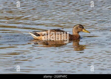 Weibliche Stockente oder Wildente (Anas platyrhynchos) schwimmen im Naturschutzgebiet Marismas del Odiel, Huelva, Andalusien, Spanien Stockfoto