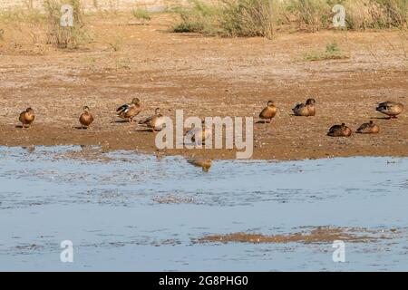 Eine Gruppe weiblicher Stockenten oder Wildenten (Anas platyrhynchos) am Ufer eines Teiches im Naturschutzgebiet Marismas del Odiel, Huelva, Andalusien, Spanien Stockfoto