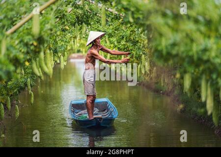 Vietnamesischer alter Mann Landwirt, der den Ertrag hält, indem er über dem Traditionsboot auf dem See in einem Kürbisgarten im vietnamesischen Stil steht, ein phu, ein Giang-Provinc Stockfoto