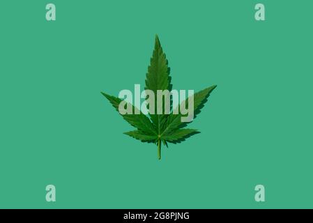 Cannabis grünes Blatt auf grünem Hintergrund Stockfoto