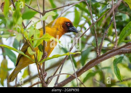 Vitelline Maskenweber - Ploceus vitellinus, schöner gelber Sitzvogel aus afrikanischen Wäldern und Gärten, See Ziway, Äthiopien. Stockfoto