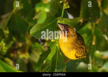 Vitelline Maskenweber - Ploceus vitellinus, schöner gelber Sitzvogel aus afrikanischen Wäldern und Gärten, See Ziway, Äthiopien. Stockfoto