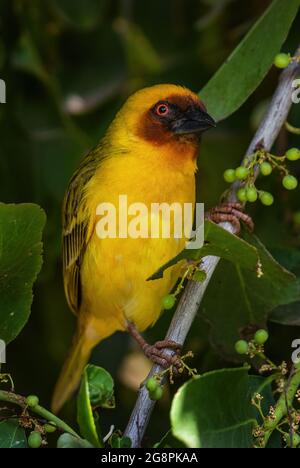 Vitelline Maskenweber - Ploceus vitellinus, schöner gelber Sitzvogel aus afrikanischen Wäldern und Gärten, See Ziway, Äthiopien. Stockfoto