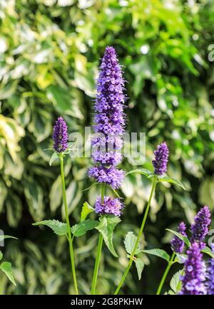 Ein violetter Blütenstachel aus Anishysop (Agastache foeniculum), England, Großbritannien Stockfoto