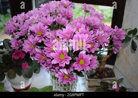 lila Chrysanthemen Stockfoto
