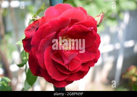 Weit geöffnete, blühende rote Rose Stockfoto