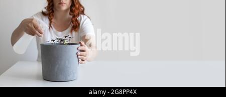 Tomatensämlinge in einem grauen Topf mit einem Spray gießen Flasche zu Hause Stockfoto