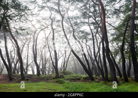 Schöner Pinienhain am nebligen Morgen, Samreung, Gyeongju, Korea Stockfoto