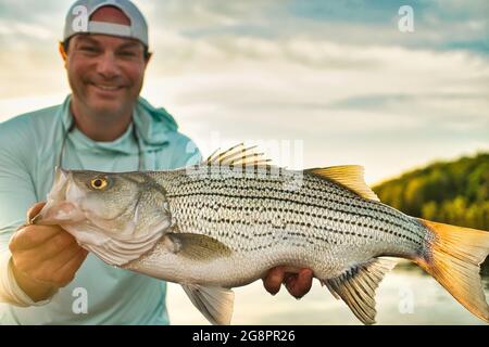 Holding Striped Bass: Gefangen Fliegenfischen und im Begriff, freigegeben werden Stockfoto