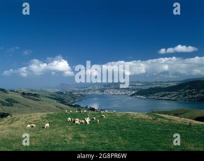 Neuseeland. Südinsel. Otago-Halbinsel. Blick auf Dunedin mit Küste und Schafen auf Hügeln. Stockfoto