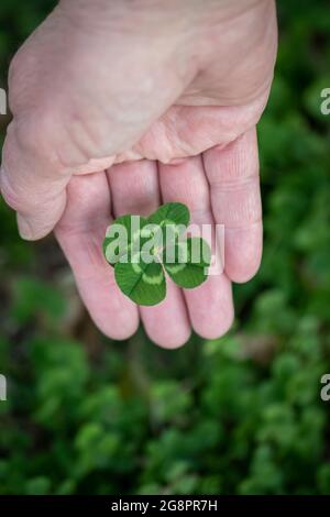 trifolium repens, ein einzelner Kleeblatt mit vier Blättern, wird frisch gepflückt und in weiblicher Hand gehalten, Porträt Stockfoto