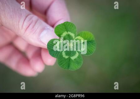 trifolium ist ein weißes Kleeblatt mit vier Blättern, das frisch gepflückt und in den Fingerspitzen der Frauen gehalten wird Stockfoto