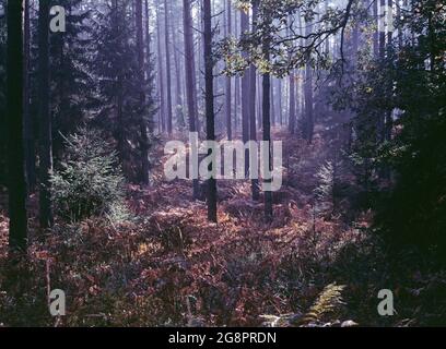 Polen. Sonnenlicht im Wald. Stockfoto