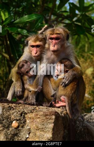 Familie von Toque Macaque Monkey (macaca sinica) mit zwei Babys, die an einer Wand sitzen. Sri Lanka, Asien Stockfoto