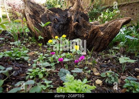 Winterblumen Cyclamen Coum und Akoniten (Eranthis hyemalis) wachsen vor einem Baumstumpf Februar UK Stockfoto