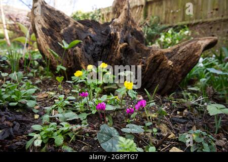 Winterblumen Cyclamen Coum und Akoniten (Eranthis hyemalis) wachsen vor einem Baumstumpf Februar UK Stockfoto