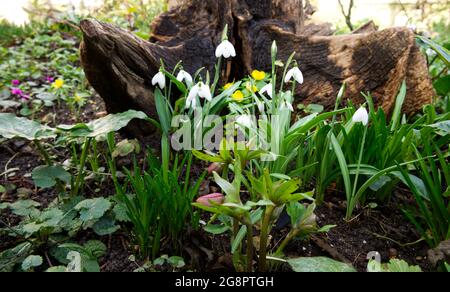 Winterblumen Schneeglöckchen (galanthus nivalis) und Akoniten (Eranthis hyemalis) wachsen vor einem Baumstumpf Februar UK Stockfoto