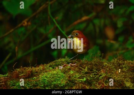 Gelbbrustiger Antpitta (Grallaria flavotincta), der auf dem Waldboden einen Wurm frisst. Mindo, Ecuador Stockfoto