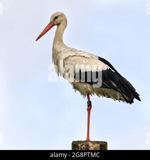 Männlicher Wildstorch (Ciconia ciconia), beringt, um die jährliche Migration zu verfolgen, Nordrhein-Westfalen, Deutschland Stockfoto