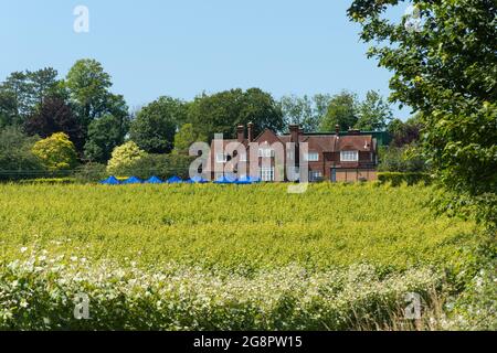 Hambledon Vineyard, Sommeransicht, Hampshire, England, Großbritannien Stockfoto