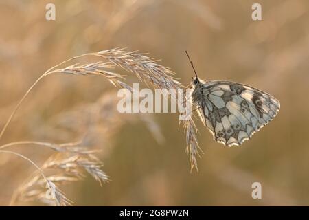 Marmorschmetterling (Melanargia galathea), der im Juli oder Sommer im warmen Abendlicht zwischen Gräsern brütet, Hampshire, Großbritannien Stockfoto