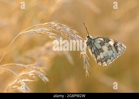 Marmorschmetterling (Melanargia galathea), der im Juli oder Sommer im warmen Abendlicht zwischen Gräsern brütet, Hampshire, Großbritannien Stockfoto