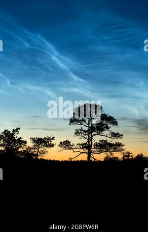 Nächtliche Wolken, auch bekannt als nächtliche Wolken, die im Sommer im Kakerdaja-Moor in Estland, Europa, gesehen werden Stockfoto