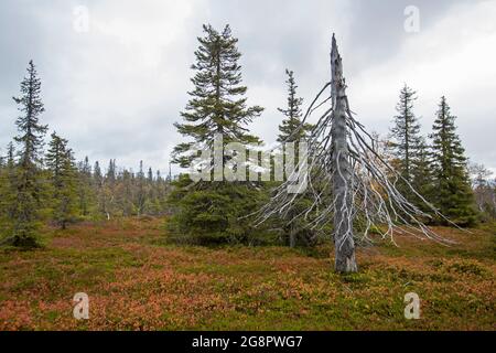 Im Riisitunturi-Nationalpark, Nordfinnland, Europa, wurde die Fichte während des farbenfrohen Herbstlaubes tot Stockfoto