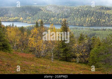 Blick über die herbstliche Landschaft an einem sonnigen Herbsttag in Kuusamo, Finnland, Nordeuropa Stockfoto