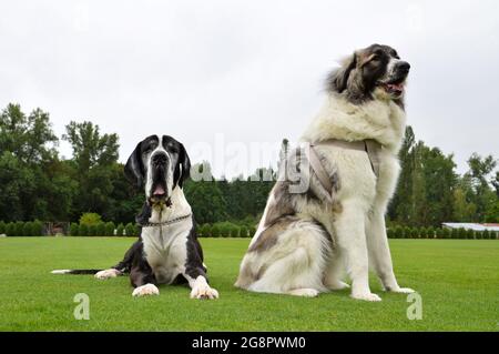 Zwei große Hunde mit einem tollen dänen und einem Pyrenäen-Berghund. Sie sind große Rassen Hunde. Stockfoto