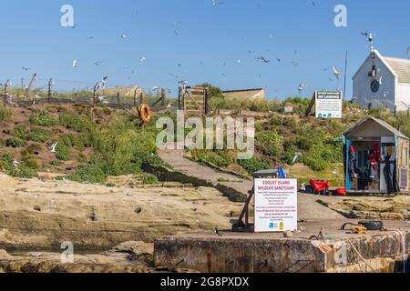 Informationsschild auf Coquet Island, einem Tierschutzgebiet für Vögel an der Küste von Northumbria in der Nähe von Amble, Nordostengland Stockfoto