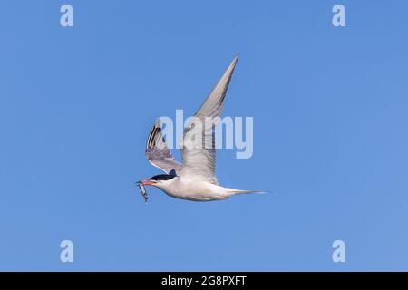 Eine Seeseeschwalbe (Sterna dougallii) trägt im Flug einen Sandaal (Fisch). Auf der gefährdeten Roten Liste, fotografiert an der Küste von Northumberland Stockfoto