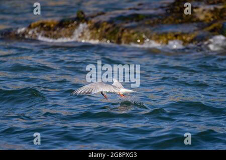 Eine Seeschwalbe (Sterna dougallii) spritzt ins Meer auf der Suche nach Fischreit. Die Rotseeschwalbe steht auf der gefährdeten Roten Liste, hier fotografiert in Stockfoto