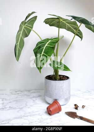 Alocasia frydek ( Alocasia micholitziana) Mutterpflanze und Rhizome bereit zur Vermehrtung Stockfoto