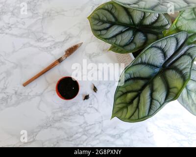 Alocasia Silberdrachen oder Silberjuwel Alocasia ( Alocasia Baginda) Rhizome bereit zur Vermehrungsreife Stockfoto