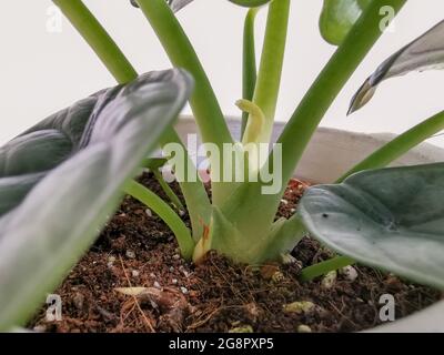 Alocasia Silberdrache oder Silberjuwel Alocasia ( Alocasia Baginda) neues Blatt und auftauchendes Rhizom Stockfoto