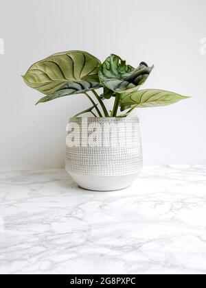 Alocasia Silberdrache oder Silberjuwel Alocasia ( Alocasia beginda) in einem weißen Blumentopf auf weißem Grund Stockfoto