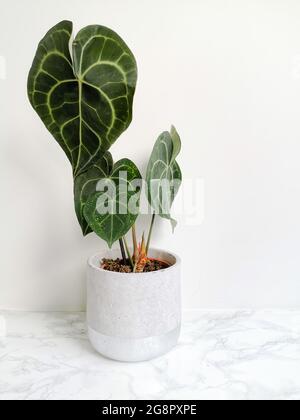 Anthurium Clarinervium oder weiß - geäderter Anthurium in einem Blumentopf vor weißem Hintergrund Stockfoto