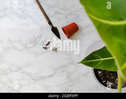 Alocasia frydek ( Alocasia micholitziana) Mutterpflanze und Rhizome bereit zur Vermehrtung Stockfoto