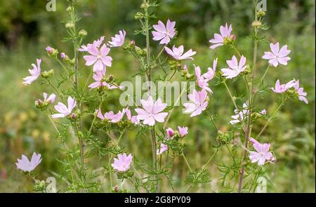 Musk Mallow Malva moschata wächst in offenen Wäldern in Somerset UK Stockfoto