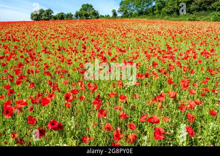 Feld der Mohnpaver-Rhoeas in Kent, Großbritannien Stockfoto