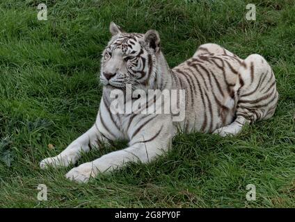 Weißer Tiger Stockfoto